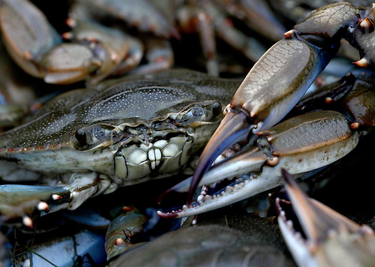 Crabbing out of Port Haywood, Virginia