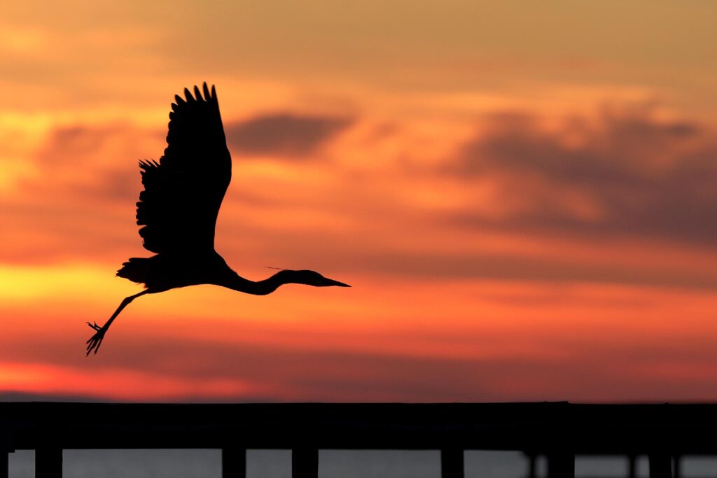 A great blue heron takes flight from the fishing pier at Gloucester Point