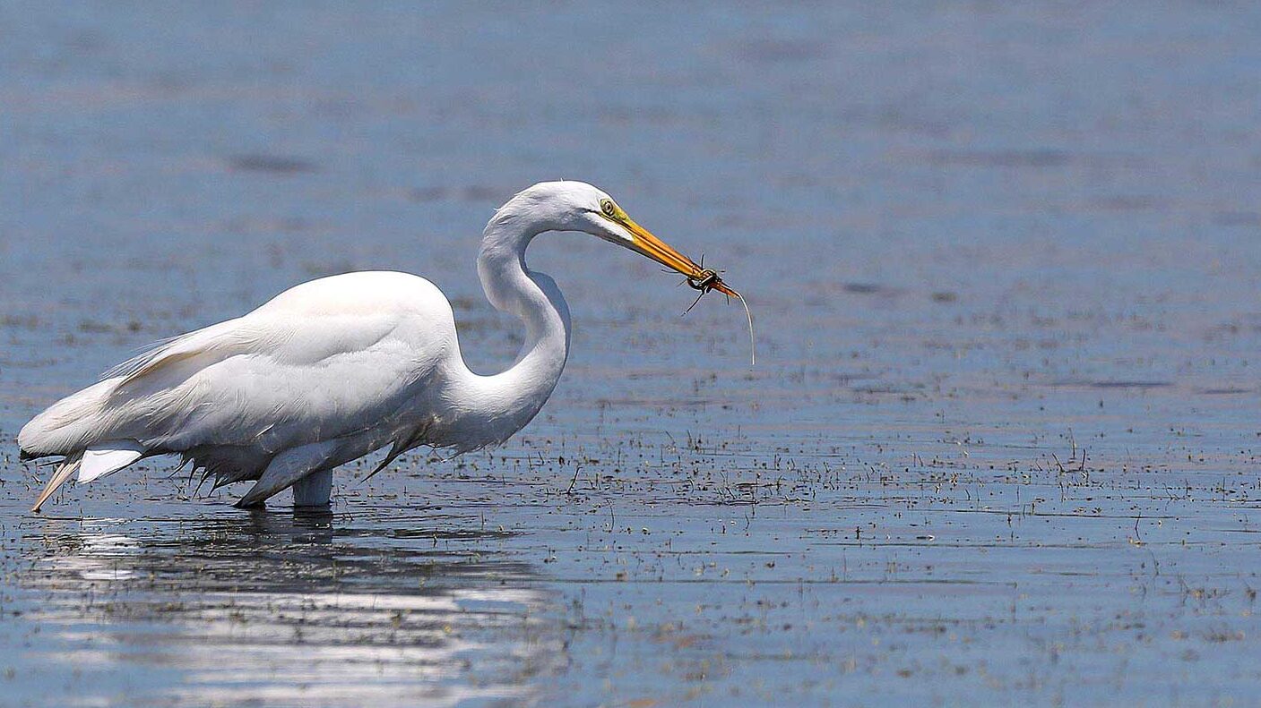 Snowy egret in the Guinea marsh islands