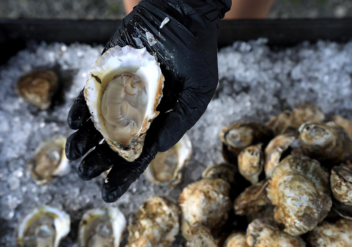 Serving up fresh oysters after a public tour at Oyster Seed Holdings