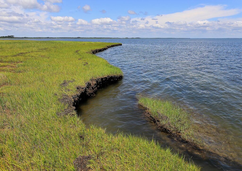 Guinea marsh islands
